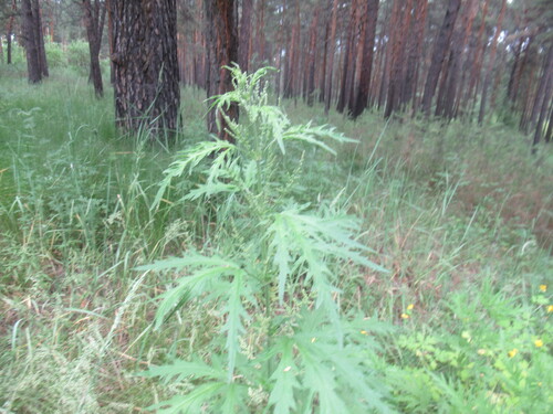 Hemp nettle (Urtica cannabina)