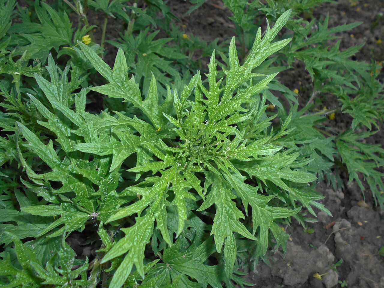 Hemp nettle: Pokrzywa konopiolistna ( Urtica cannabina ), Ogród Botaniczny UMCS w Lublinie