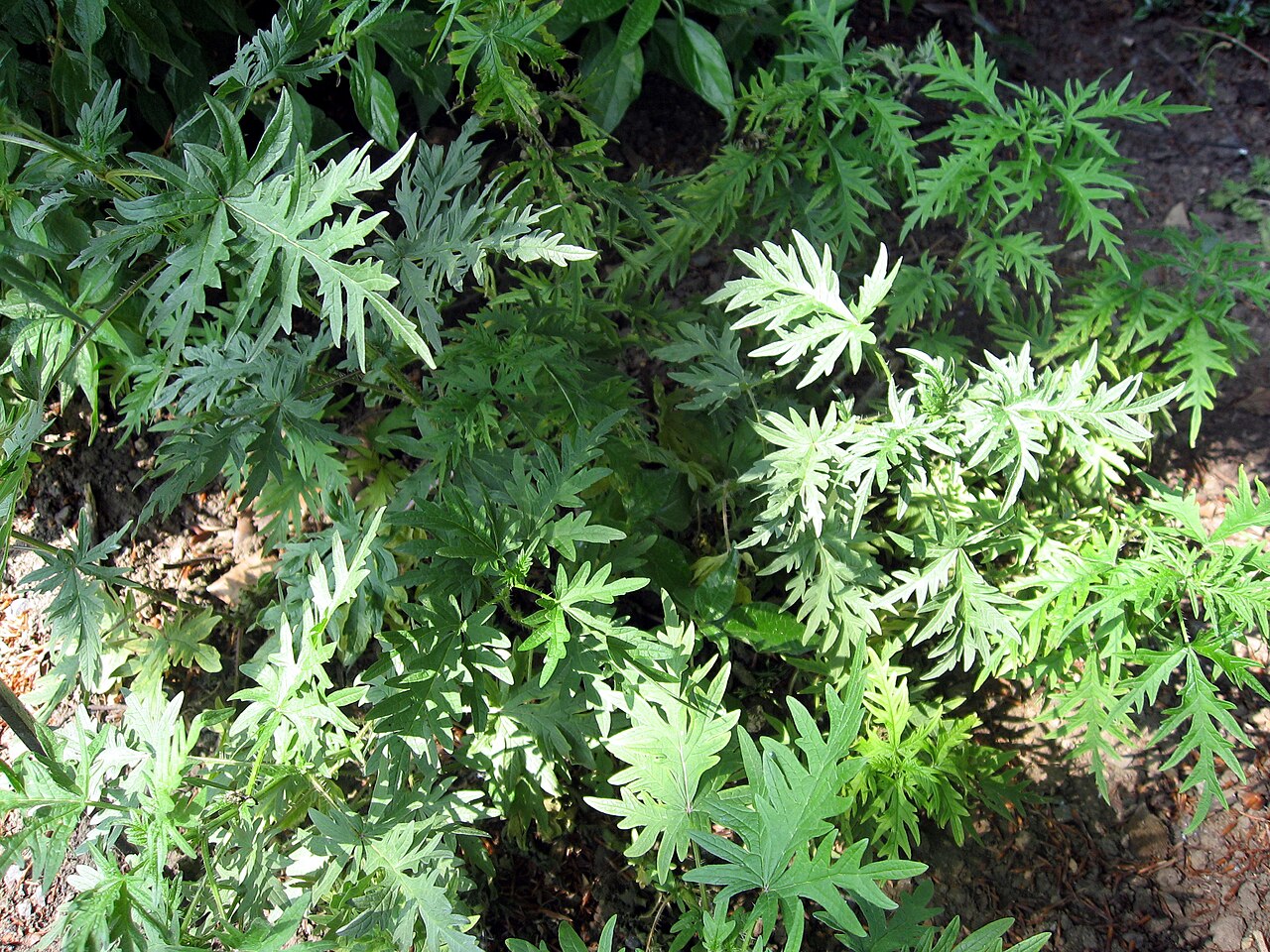 Hemp nettle: Kopřiva konopovitá
