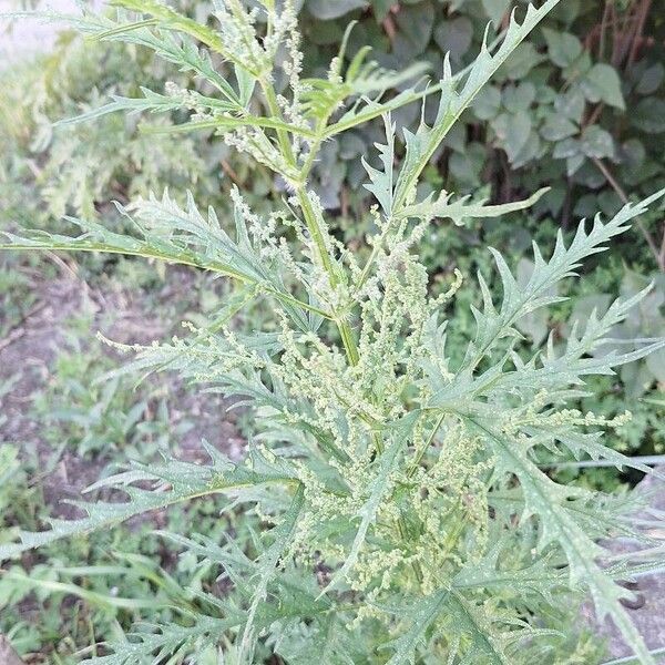 Hemp nettle (Urtica cannabina)
