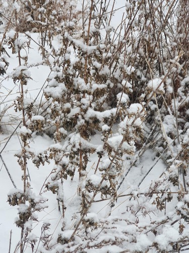 Hemp nettle (Urtica cannabina)