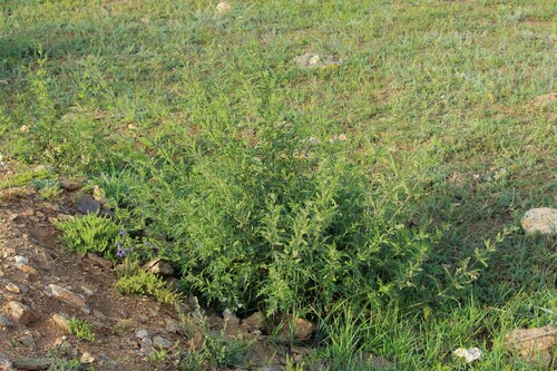 Hemp nettle (Urtica cannabina)