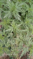 Hemp nettle (Urtica cannabina)