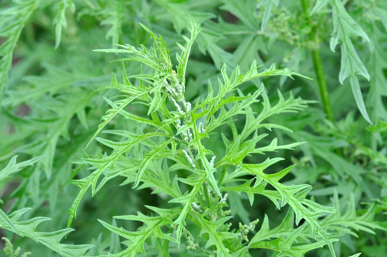 Hemp nettle: Urtica cannabina