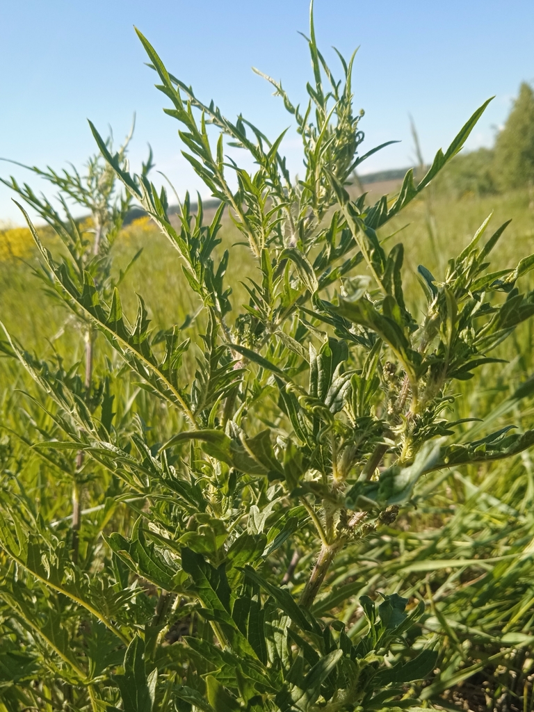 Hemp nettle (Urtica cannabina)