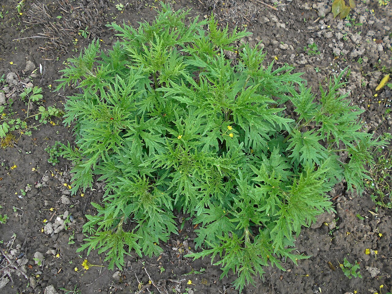 Hemp nettle: Pokrzywa konopiolistna ( Urtica cannabina ), Ogród Botaniczny UMCS w Lublinie