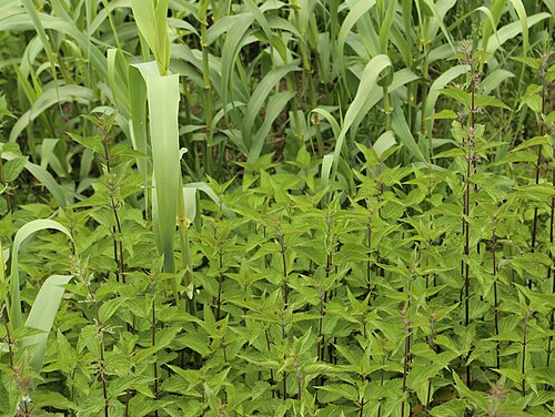 Stinging nettle: Arundo donax - Urtica dioica