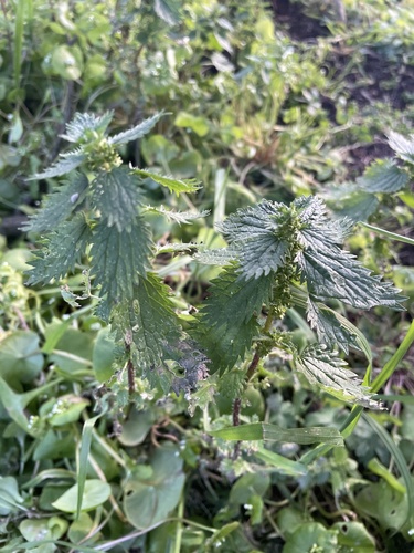 Dwarf nettle (Urtica urens)