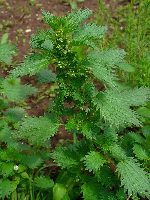 Dwarf nettle: Urtica urens , Urticaceae, Annual Nettle, Dwarf Nettle, Small Nettle, inflorescences.
