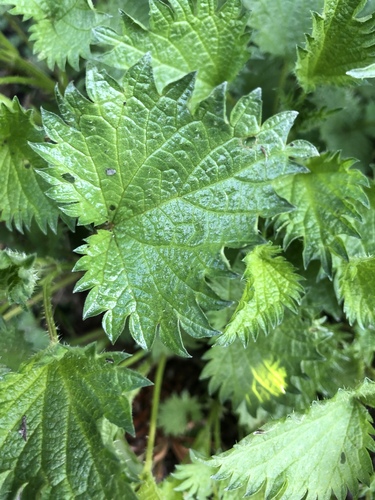 Dwarf nettle (Urtica urens)