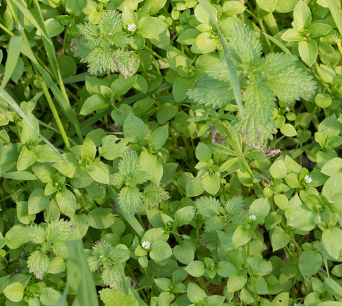 Dwarf nettle (Urtica urens)
