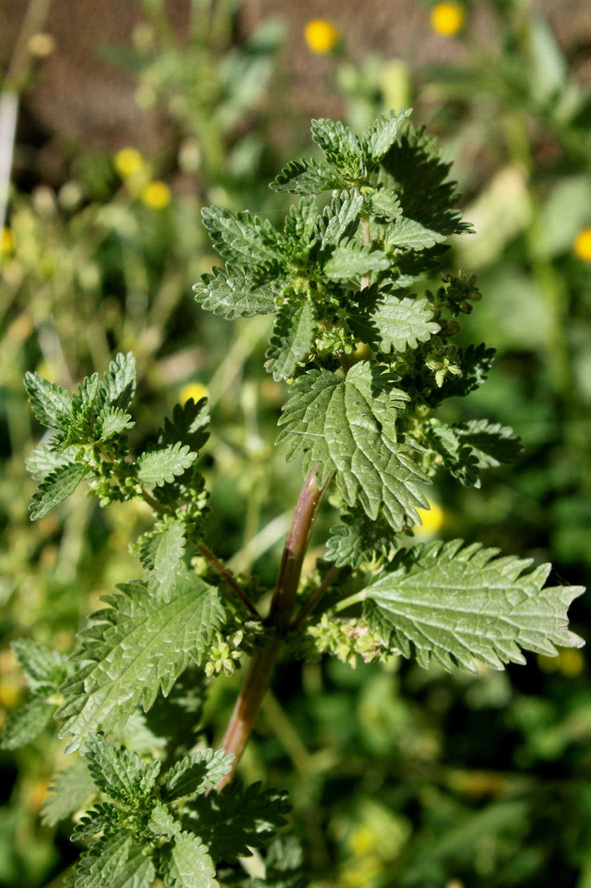 Dwarf nettle: Photo prise en kabylie par Saïd Zidat