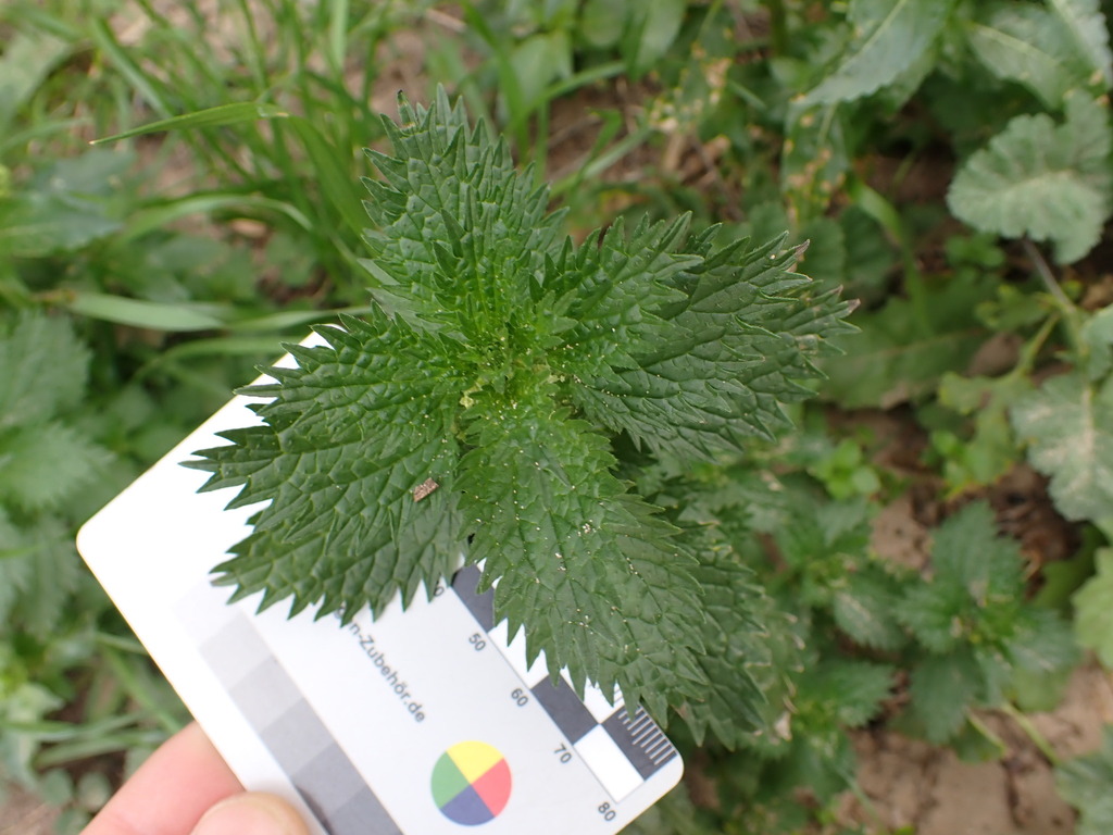 Dwarf nettle (Urtica urens)