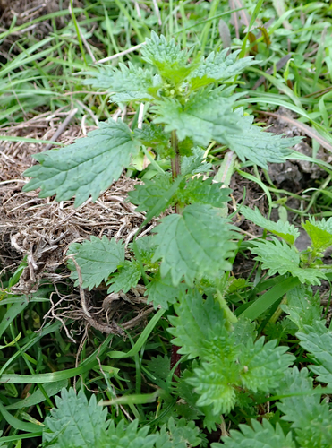 Dwarf nettle (Urtica urens)