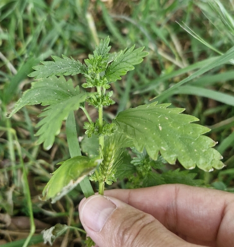 Dwarf nettle (Urtica urens)