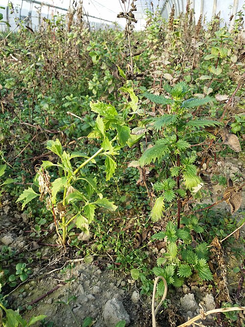 Dwarf nettle: Habitus Taxonym: Chenopodium murale and Urtica urens ss Fischer et al. EfÖLS 2008 ISBN 978-3-85474-187-9 Location: An der Schanze, Donaufeld, Vienna-Floridsdorf