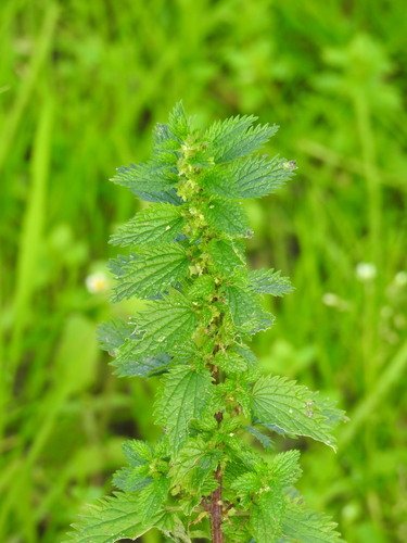 Dwarf nettle (Urtica urens)