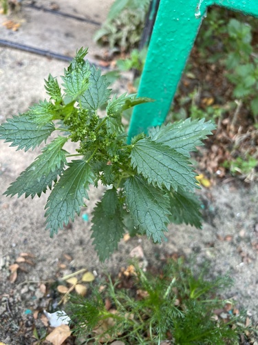 Dwarf nettle (Urtica urens)