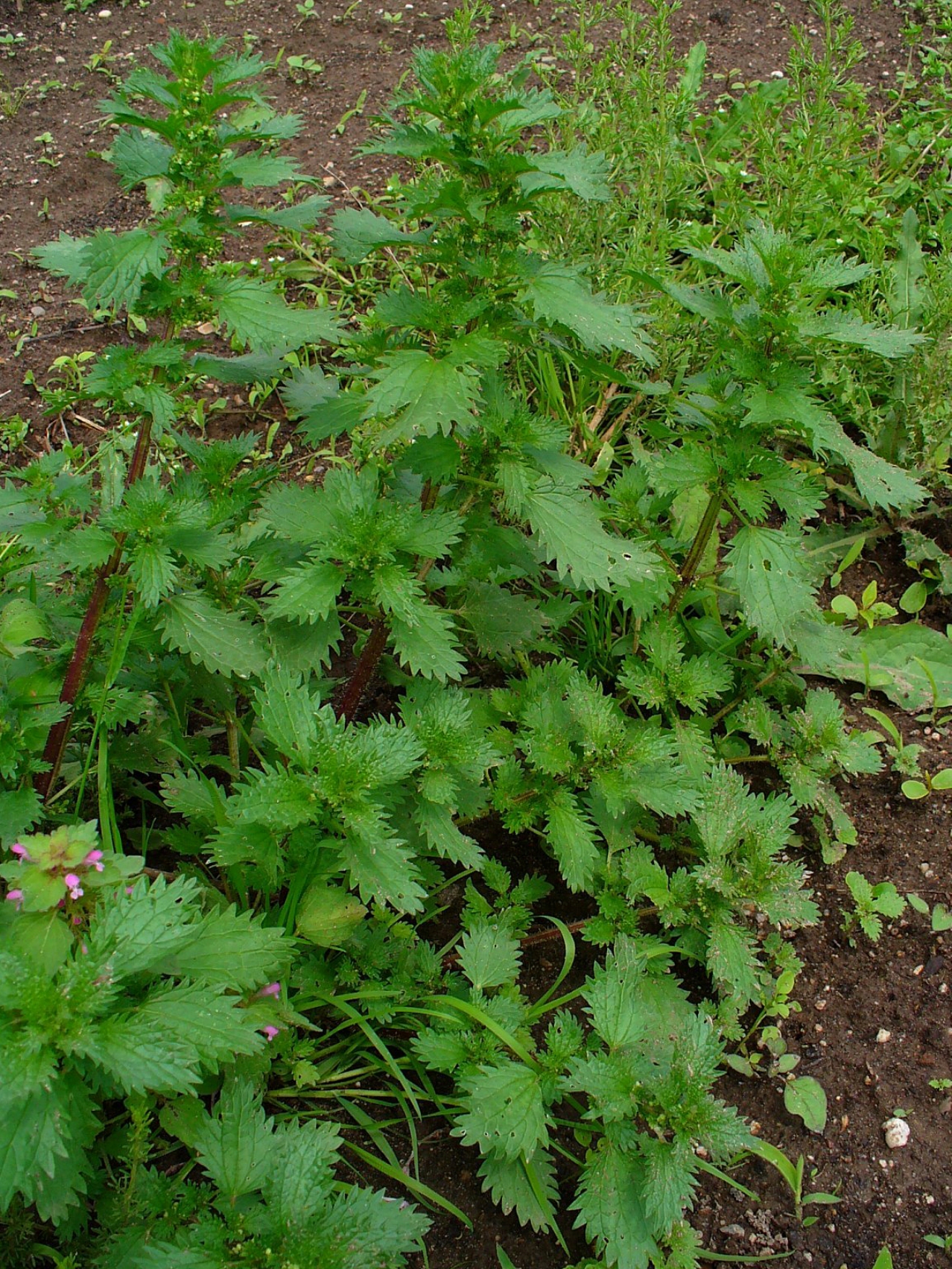 Dwarf nettle: Urtica urens , Urticaceae, Annual Nettle, Dwarf Nettle, Small Nettle, habitus.