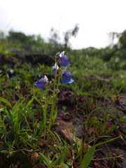 Utricularia albocaerulea (Utricularia albocaerulea)