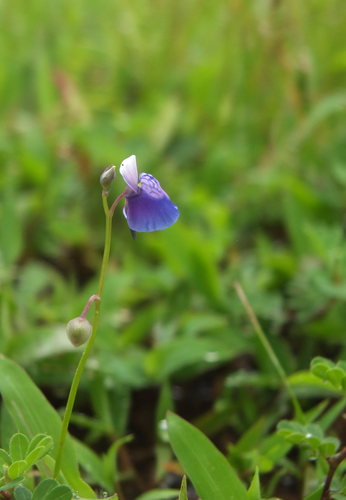 Utricularia albocaerulea (Utricularia albocaerulea)