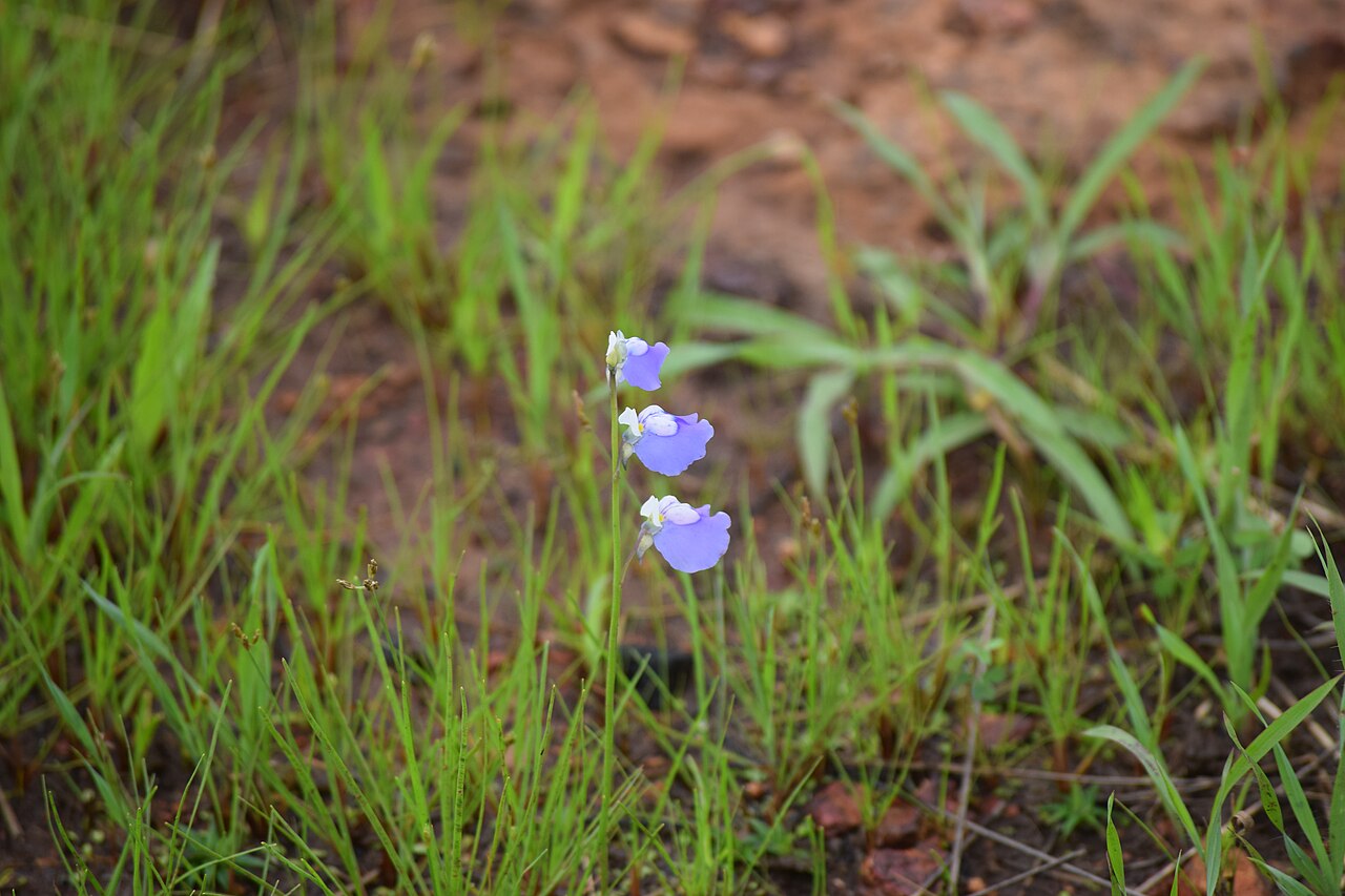 Utricularia albocaerulea: Utricularia albocaerulea flowers from the lateritic plateaus of Ratnagiri
