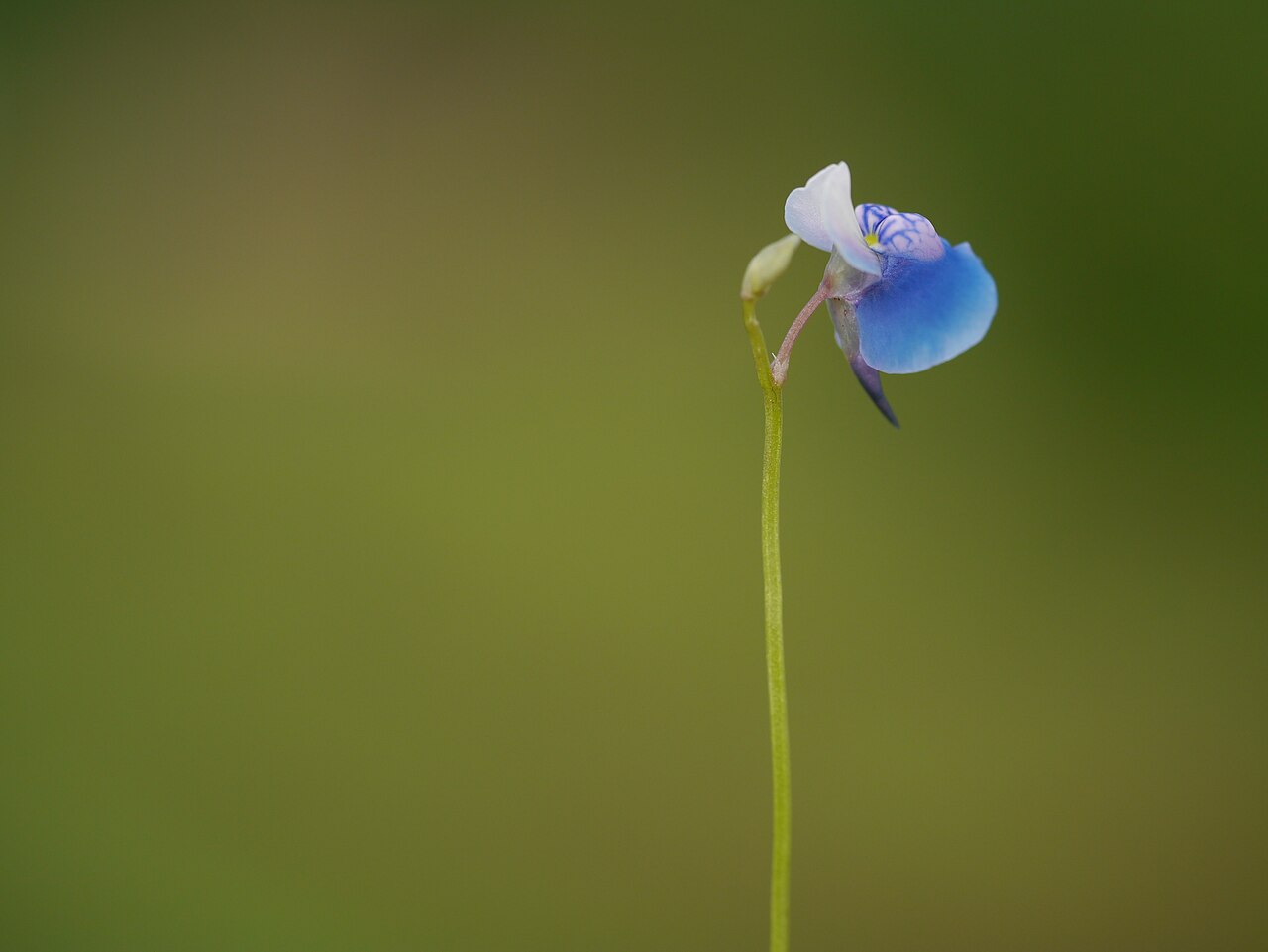 Utricularia albocaerulea: Photo of Utricularia albocaerulea uploaded from iNaturalist .