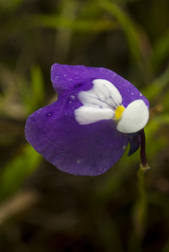 Utricularia albocaerulea (Utricularia albocaerulea)