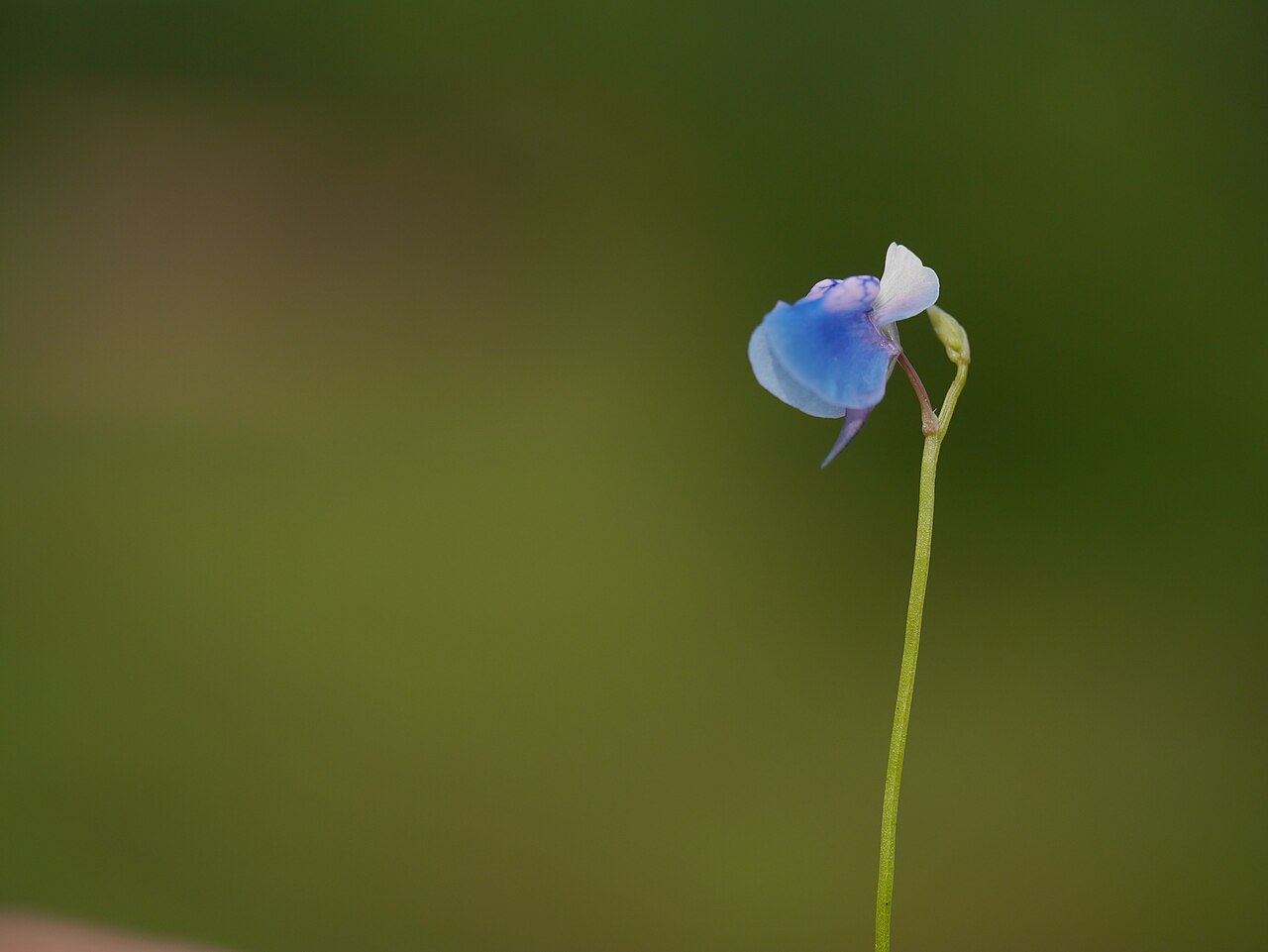 Utricularia albocaerulea: Utricularia albocaerulea