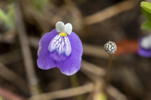 Utricularia albocaerulea (Utricularia albocaerulea)