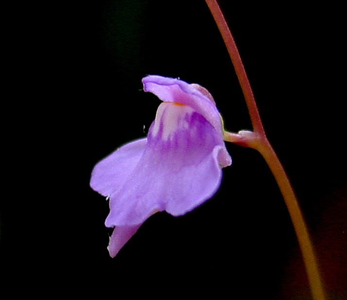 Florida purple bladderwort: Description: Utricularia amethystina in cultivation (grown by Robert Zeimer) Photo taken by: Noah Elhardt
