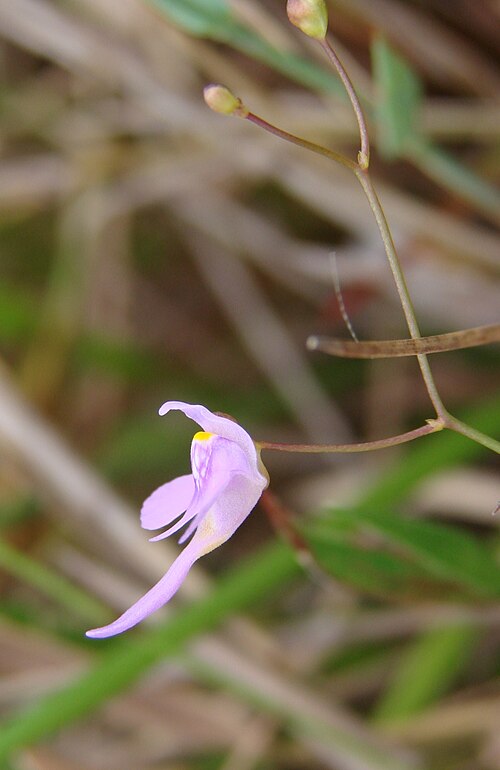 Florida purple bladderwort: Utricularia amethystina Salzm. ex A.St.-Hil. & Girard - LENTIBULARIACEAE - Parque Estadual dos Pirineus - Pirenópolis - Goiás - Brasil.