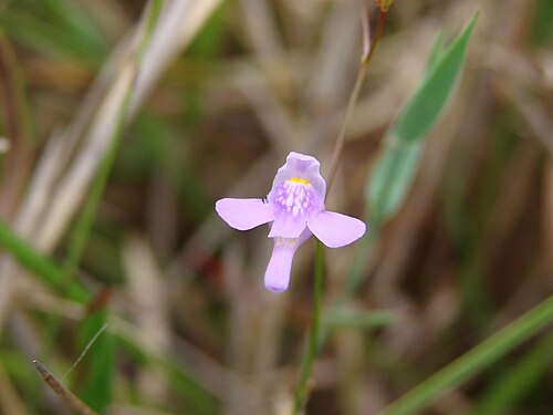 Florida purple bladderwort: Utricularia amethystina Salzm. ex A.St.-Hil. & Girard - LENTIBULARIACEAE - Parque Estadual dos Pirineus - Pirenópolis - Goiás - Brasil.