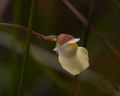 Utricularia appendiculata (Utricularia appendiculata)