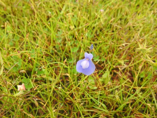 Utricularia arcuata (Utricularia arcuata)