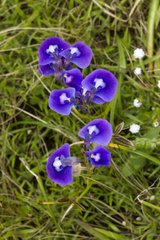 Utricularia arcuata (Utricularia arcuata)