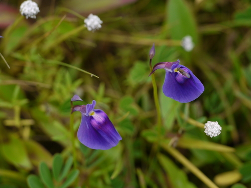 Utricularia arcuata (Utricularia arcuata)