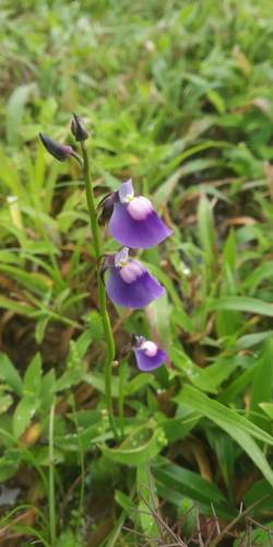 Utricularia arcuata (Utricularia arcuata)