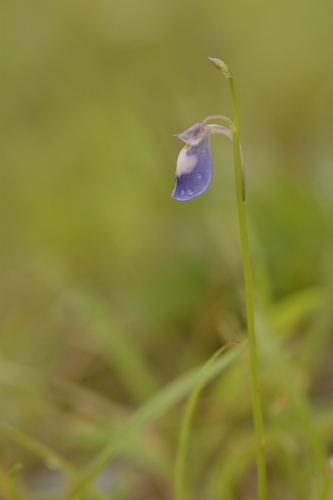 Utricularia arcuata (Utricularia arcuata)
