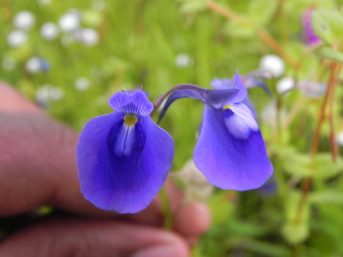 Utricularia arcuata (Utricularia arcuata)