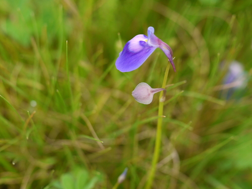 Utricularia arcuata (Utricularia arcuata)