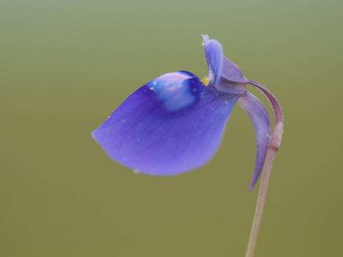 Utricularia arcuata (Utricularia arcuata)