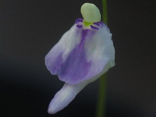 Utricularia arenaria: Utricularia arenaria