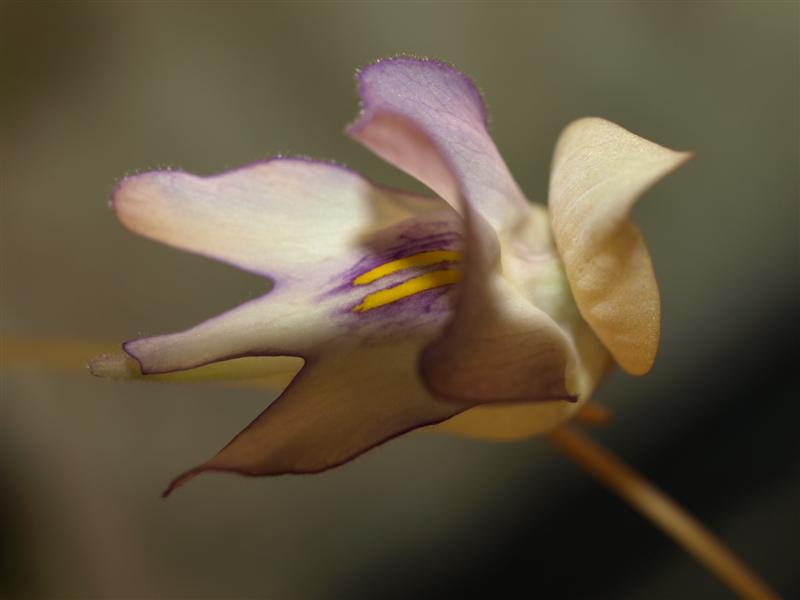 Utricularia asplundii: Utricularia asplundii