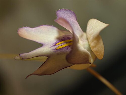 Utricularia asplundii: Utricularia asplundii