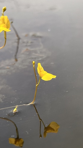 Utricularia aurea (Utricularia aurea)