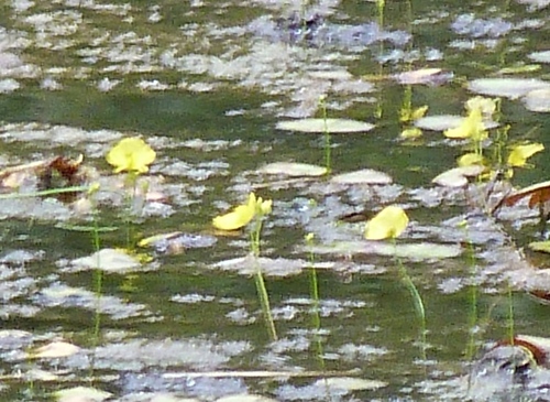 Utricularia aurea (Utricularia aurea)