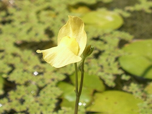 Utricularia aurea: Utricularia aurea ' s Flower