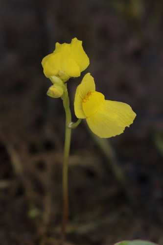 Utricularia aurea (Utricularia aurea)
