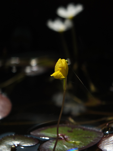 Utricularia aurea (Utricularia aurea)
